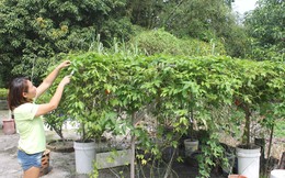 Người nước ngoài phát cuồng loại "quả từ thiên đường" của Việt Nam: Nâng niu như "báu vật", khó mấy cũng trồng bằng được
