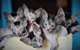 Độc lạ giống mèo ‘ma sói’ có hình thù kì dị, giá gần trăm triệu một con nhưng khiến giới nhà giàu mê mệt, đổ xô mua về nuôi