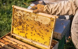 Mật ong giả pha đường, chất tạo màu của Trung Quốc khiến thị trường khu vực này chao đảo, giá giảm mạnh làm người nuôi ong điêu đứng