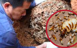 Loài vật nhỏ bằng con kiến nhưng đe dọa cả một con đập ở Trung Quốc: Có sức mạnh “ăn mòn” sắt thép, gây thiệt hại hàng triệu USD