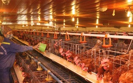 Giá trứng tăng nhanh - giảm nhanh, người chăn nuôi "làm cũng dở không làm cũng dở"