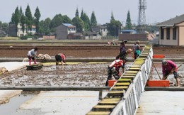 Trung Quốc "mài sắc" vũ khí để bảo vệ nền nông nghiệp, các nước xuất khẩu gạo cũng phải dè chừng