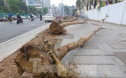 Hà Nội: Nhổ bỏ hàng cây tiền tỷ chết khô trên đường Huỳnh Thúc Kháng kéo dài