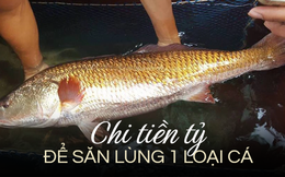 Loài cá Việt từng được dân Trung Quốc chi tiền tỷ để 'săn' bằng được: Nguyên nhân là do 1 thứ quý hơn vàng trong bụng