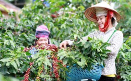 Bán tiêu và cà phê đi khắp thế giới, một doanh nghiệp Việt thu về 250 triệu USD/năm, giúp nông dân Sơn La gửi tiết kiệm 2.500 tỷ đồng giữa mùa Covid