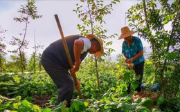 Bán nhà 27 tỷ đồng ở thành phố để về quê “trồng rau và nuôi thêm cá” tôi nhận ra ở phố hay ở quê thì cũng phải có tiền mới “dễ thở”