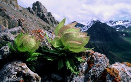 Hoa sen mọc trên núi đá, 7 năm nở 1 lần tại Trung Quốc lại đang được  người Việt sẵn sàng chi 4 triệu đồng/cây vì danh ‘tiên dược’