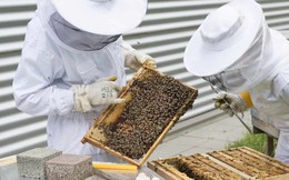 Công nghệ làm mật ong giả tinh vi đến thế nào: "Vàng thau lẫn lộn", khiến ngành nuôi ong của cả một quốc gia lao đao dù có tiếng toàn đồ hảo hạng