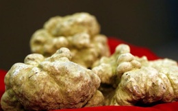 Loại nấm được ví là ‘kim cương ẩm thực’, lọt top thực phẩm đắt nhất thế giới: Có lợi gì cho sức khỏe?