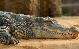 Doanh nhân Thái gây tranh cãi vì uống huyết cá sấu 2 lần/ngày để khỏe mạnh