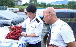 Ưu tiên 'luồng xanh' cho xe chở quả vải tươi từ Lào Cai sang Trung Quốc