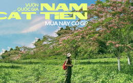Vườn quốc gia Nam Cát Tiên đang xuất hiện cảnh quan gì mà người TP.HCM kéo nhau xuống Đồng Nai cho bằng được?
