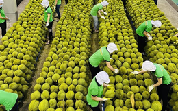 Trung Quốc tiêu thụ gần 1 triệu tấn/năm lại đặc biệt thích hàng Việt Nam - cơ hội vàng để Việt Nam thu tỷ USD từ xuất khẩu loại 'trái cây vua' này
