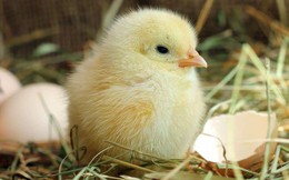Nova Consumer muốn cắt lỗ mảng trại gà, dừng mở rộng các trang trại heo, kế hoạch lợi nhuận 2023 giảm 94%
