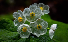 Loài hoa quý hiếm nhất nhì hành tinh cứ trời mưa là "tàng hình", đẹp lộng lẫy như tinh linh trong truyện tranh Nhật Bản