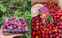 'Cherry Việt' đổ bộ thị trường, giá rẻ siêu đắt khách