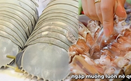 Con bọ biển - món ăn được nhiều người săn tìm ở khắp hàng quán đến vựa hải sản với giá vài triệu/con, nhưng liệu có đáng?