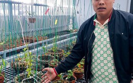 Truy tố 2 đại gia sinh đôi lan đột biến ở Quảng Ninh