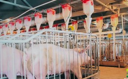 Hàng trăm nghìn chú lợn đi thang máy, ăn “cơm văn phòng” ở Trung Quốc và bài học cho Tập đoàn muốn làm “khách sạn lợn” đầu tiên ở Việt Nam