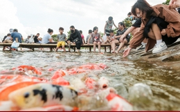 Người dân kéo đến trải nghiệm tại hồ cá Koi lớn nhất Hà Nội
