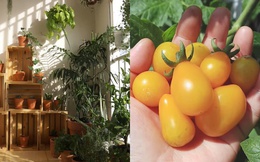 Biến ban công thành vườn rau xanh: Bí ngòi, cà chua bi, cà tím chen chúc