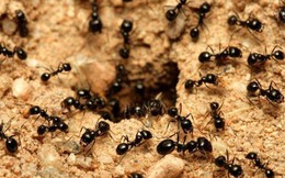 Nghiên cứu về đàn 'kiến lười': Chiều sâu suy nghĩ quyết định tầm cao cuộc đời