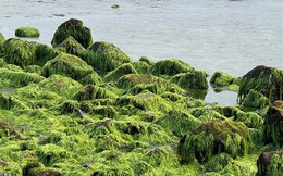 Cuối tháng 6 chính là “thời điểm vàng” để tới nơi này: Ngắm thảm rêu xanh dài cả trăm mét trên bờ biển chỉ có 1 lần trong năm