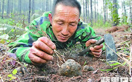 Lão nông đào được 'hòn đá' đen xì tỏa mùi thơm, chuyên gia nói: 1 tỷ chỉ mua được 2 kg