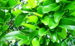 Loại lá được gọi là sâm, giúp giải độc, mát gan chống lão hoá diệu kỳ