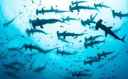 Ròng rã gom suốt nửa năm qua, những cá mập nào đang đặt cược lớn vào cổ phiếu quốc dân HPG