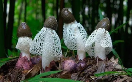 Việt Nam có loại nấm quý chỉ tồn tại 10 tiếng đồng hồ mà Trung Quốc săn lùng: Giá tiền triệu một cân!