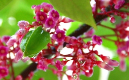5 loại hoa quen thuộc trong vườn là 'vựa thuốc quý'