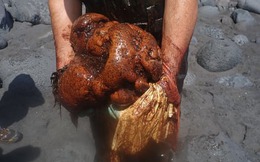 Cá voi chết dạt vào bờ biển, các nhà nghiên cứu mổ bụng phát hiện 'hòn đá', hóa ra là báu vật