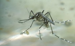3 quan điểm sai lầm khi diệt muỗi khiến muỗi 'khỏe' lên, sinh sôi tốt hơn