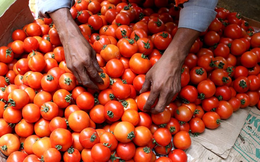Một loại quả “nhà trồng được” của Việt Nam gặp bão giá tại Ấn Độ: giá tăng hơn 445%, đắt đỏ hơn cả xăng