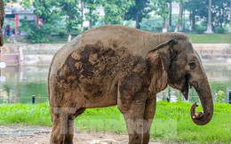 Cận cảnh hai chú voi 'sống khổ' với xiềng xích ở vườn thú Hà Nội