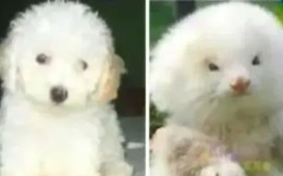 Người đàn ông chi 4 triệu đồng mua 2 con chó Poodle, lúc đi khám mới ngớ người: Đây không phải chó!