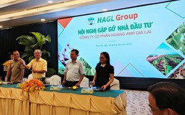 Bầu Đức khoe vườn sầu riêng 1.200 ha siêu lợi nhuận