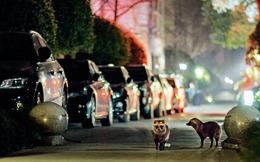 Thành phố Thượng Hải đang bị lửng chó 'xâm chiếm' với hơn 300 cộng đồng đang ngày càng mở rộng