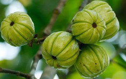 Loại quả được mệnh danh là 'măng cụt rừng' có tác dụng hỗ trợ giảm cân, phòng ngừa tiểu đường