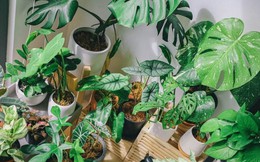 Một loại cây từng được ví là “hàng hiệu Hermes” của rừng xanh, hàng vạn người săn đón, đấu giá hơn 260 triệu đồng/cây vẫn cháy hàng