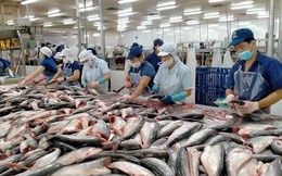 Trung Quốc dừng nhập khẩu thủy sản từ Nhật Bản, cơ hội mở ra cho thủy sản Việt Nam?