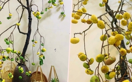 Chị em 'sốt xình xịch', thú chơi cành thị cắm bình lên ngôi