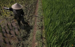 Các quốc gia Đông Nam Á đối phó với khủng hoảng gạo: Indonesia chuẩn bị 500.000 ha trồng lúa, Việt Nam tận dụng cơ hội xuất khẩu chưa từng có