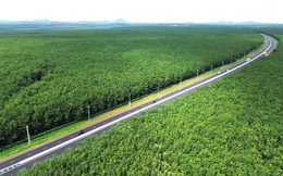 Mê mẩn rừng cao su xanh mướt ôm trọn cao tốc Dầu Giây - Phan Thiết