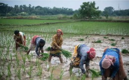 3 nước ASEAN bị ảnh hưởng nặng bởi lệnh cấm của Ấn Độ, chuyên gia cảnh báo thị trường hỗn loạn