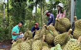 Mua, bán sầu riêng: Các DN "đánh nhau" và tự thua trên sân nhà