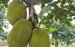 Loại cây ăn quả trong vườn nhà là 'vựa thuốc quý', ít người biết dùng