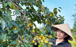 Mùa hồng giòn Yên Du, nông dân thu về hàng trăm triệu đồng