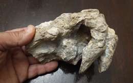 Phát hiện hóa thạch tê tê khủng long nặng 200 kg ở Argentina